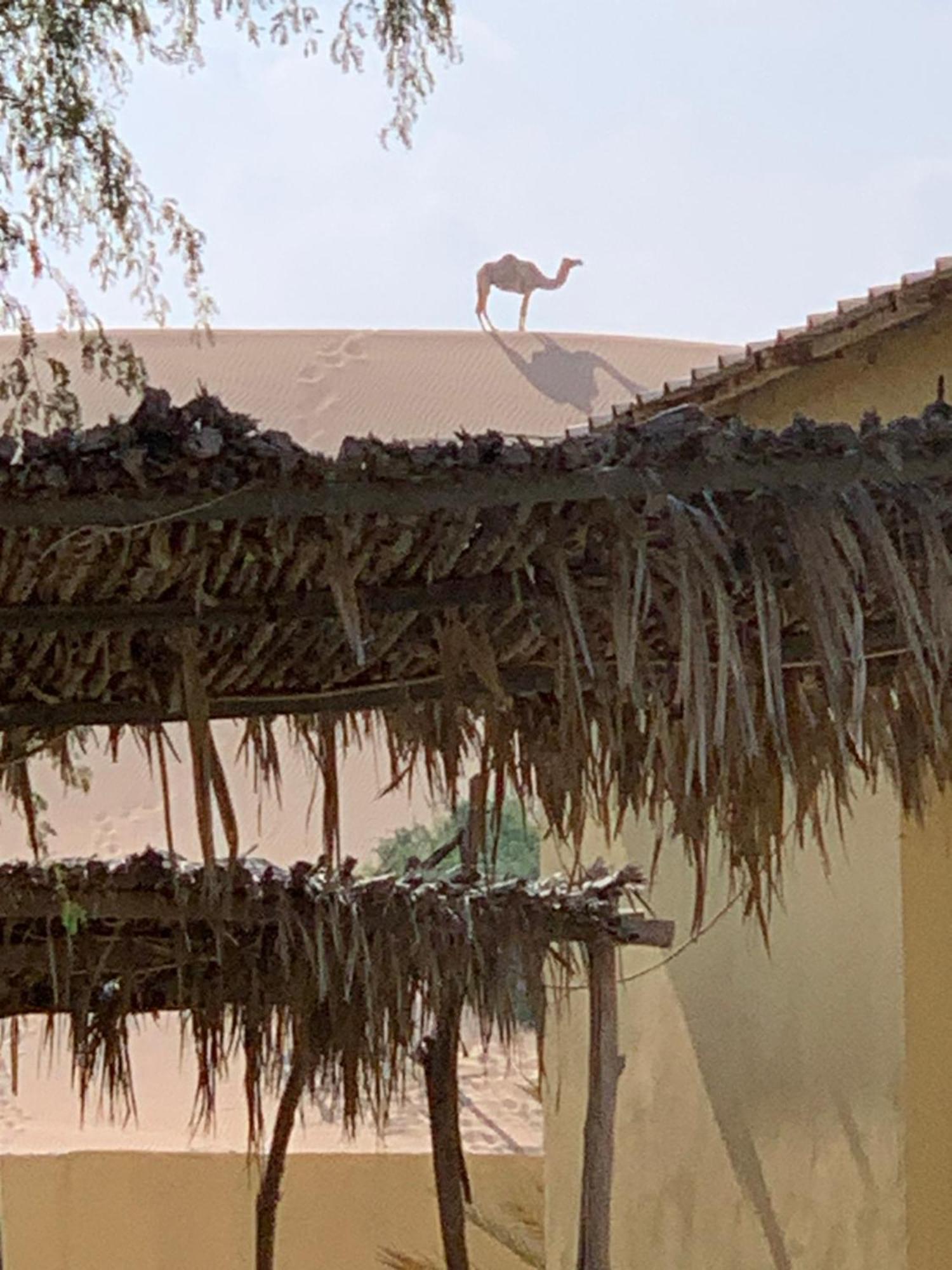 Golden Palm Oasis Hotell Fulayj al Masha'ikh Exteriör bild